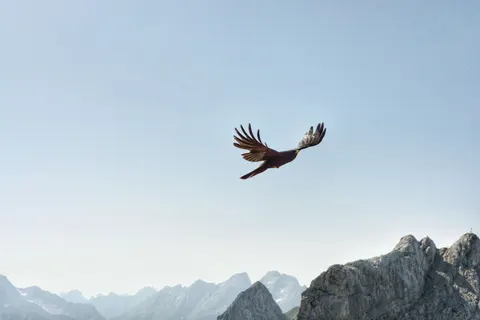 Flying Eagle 4K Wallpaper · birds · 3840×2560