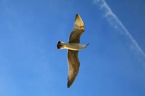 Flying Eagle 4K Wallpaper · birds · 3840×2560