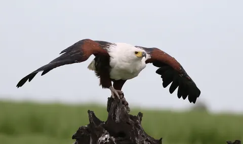 Flying Eagle 4K Wallpaper · birds · 3840×2274