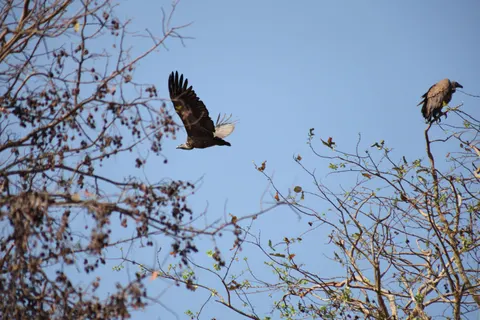 Fliegender Adler 4K Hintergrundbild · birds · 3840×2560