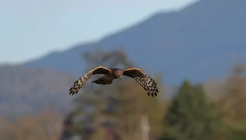 Flying Eagle 4K Wallpaper · birds · 3840×2188