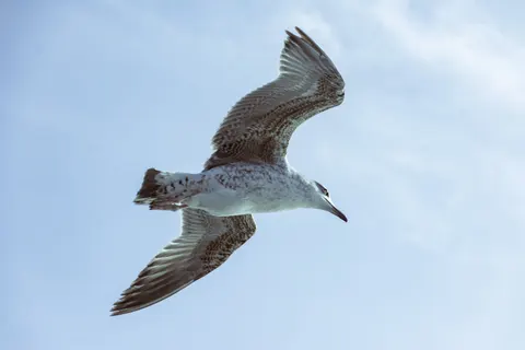 Flying Eagle 4K Wallpaper · birds · 3840×2560