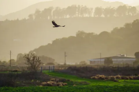 Flying Eagle 4K Wallpaper · birds · 3840×2560