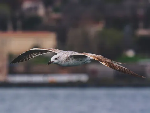 Flying Eagle 4K Wallpaper · birds · 3840×2880