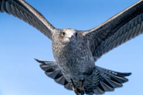 Flying Eagle 4K Wallpaper · birds · 3840×2560
