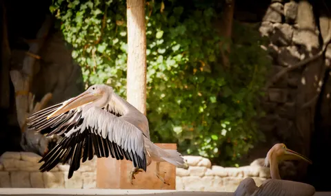 Flying Eagle 4K Wallpaper · birds · 3840×2281
