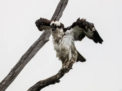 Flying Eagle 4K Wallpaper · birds · 3840×2880