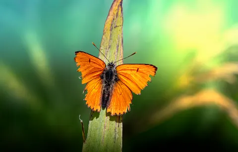 Kelebek 4K Duvar Kağıdı · animals · 3840×2466