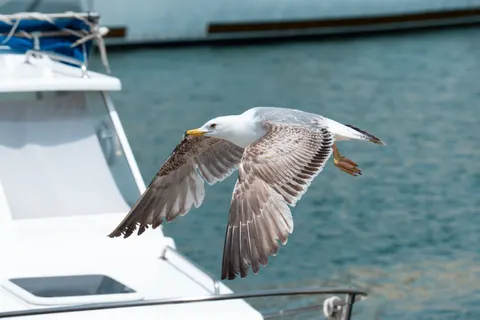 Flying Eagle 4K Wallpaper · birds · 3840×2560