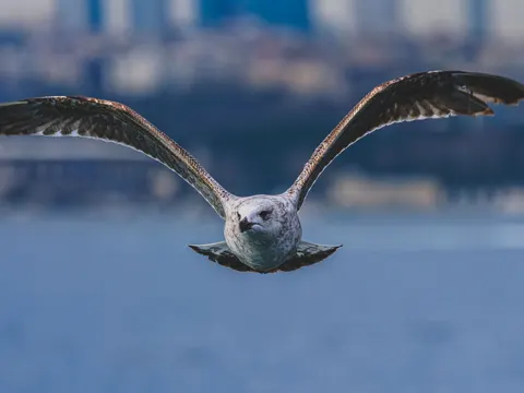 Flying Eagle 4K Wallpaper · birds · 3840×2880
