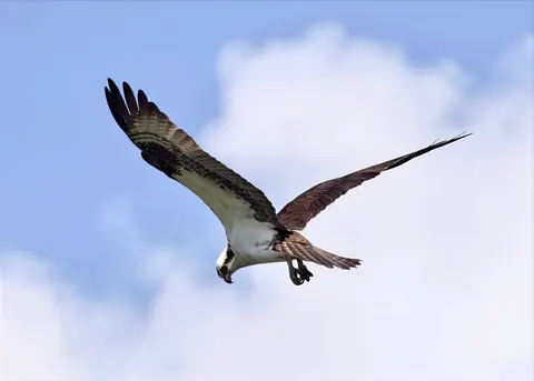 Flying Eagle 4K Wallpaper · birds · 3840×2743
