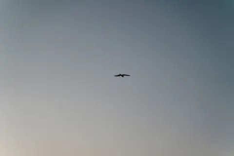Flying Eagle 4K Wallpaper · birds · 3840×2560