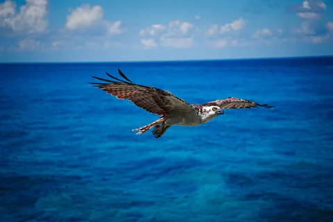 Flying Eagle 4K Wallpaper · birds · 3840×2560