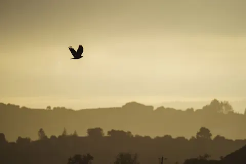 Flying Eagle 4K Wallpaper · birds · 3840×2560