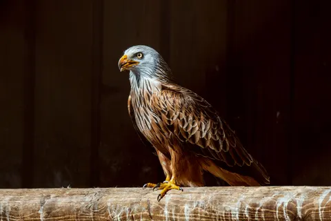 Flying Eagle 4K Wallpaper · birds · 3840×2560