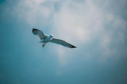 Flying Eagle 4K Wallpaper · birds · 3840×2560