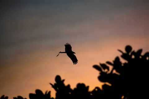 Flying Eagle 4K Wallpaper · birds · 3840×2560