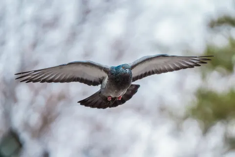 Flying Eagle 4K Wallpaper · birds · 3840×2560
