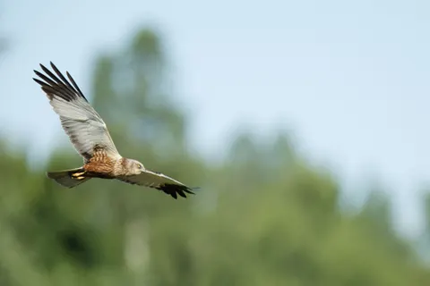 Flying Eagle 4K Wallpaper · birds · 3840×2560