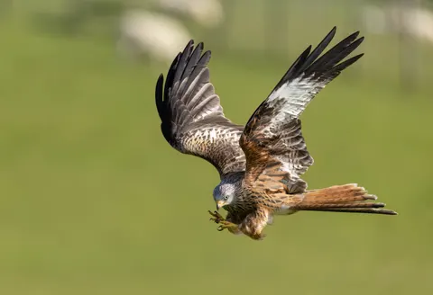 Flying Eagle 4K Wallpaper · birds · 3840×2627