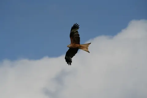 Flying Eagle 4K Wallpaper · birds · 3840×2560