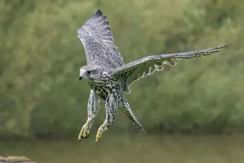 Flying Eagle 4K Wallpaper · birds · 3840×2560