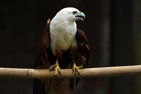 Flying Eagle 4K Wallpaper · birds · 3840×2560