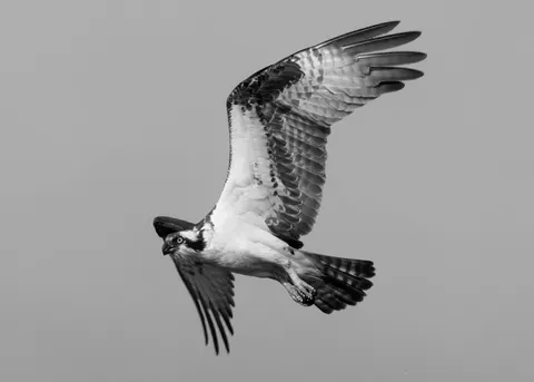 Flying Eagle 4K Wallpaper · birds · 3840×2743