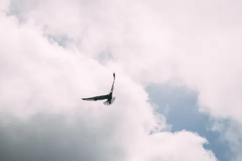 Flying Eagle 4K Wallpaper · birds · 3840×2560