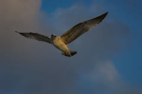 Flying Eagle 4K Wallpaper · birds · 3840×2553