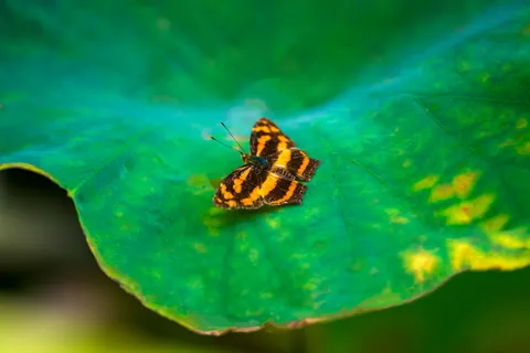 Kelebek 4K Duvar Kağıdı · animals · 3840×2560