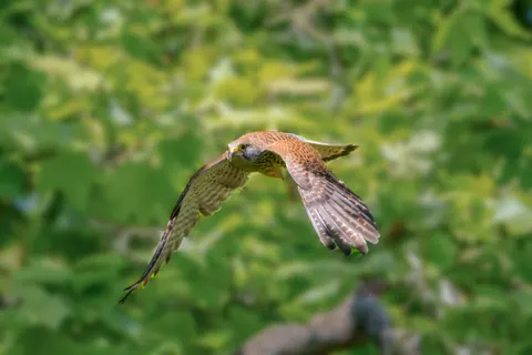 Flying Eagle 4K Wallpaper · birds · 3840×2560