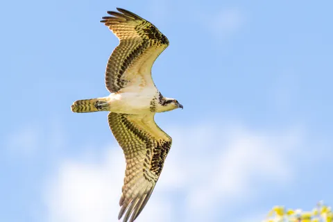Flying Eagle 4K Wallpaper · birds · 3840×2560