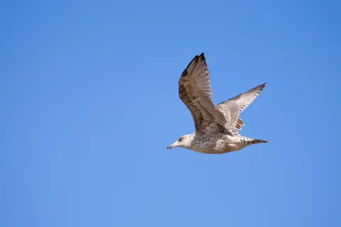 Flying Eagle 4K Wallpaper · birds · 3840×2560