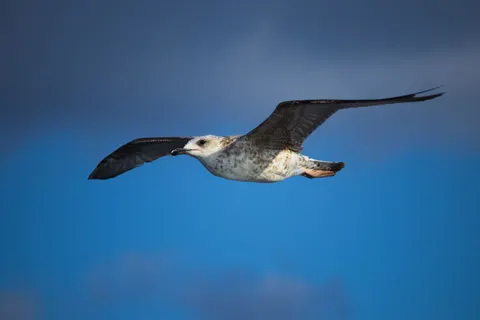 Flying Eagle 4K Wallpaper · birds · 3840×2560