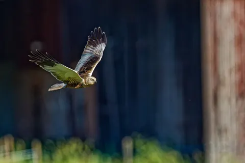 Flying Eagle 4K Wallpaper · birds · 3840×2560