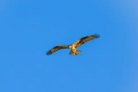 Flying Eagle 4K Wallpaper · birds · 3840×2561