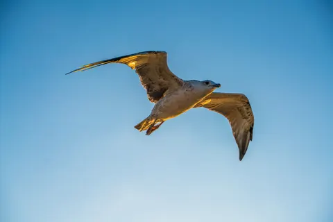Flying Eagle 4K Wallpaper · birds · 3840×2561