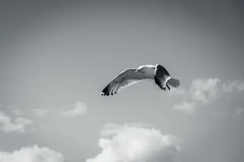 Flying Eagle 4K Wallpaper · birds · 3840×2560