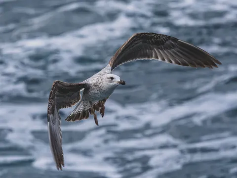 Flying Eagle 4K Wallpaper · birds · 3840×2880