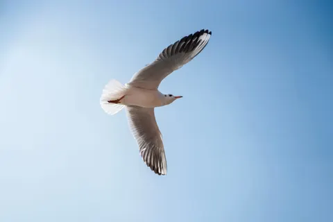 Flying Eagle 4K Wallpaper · birds · 3840×2560