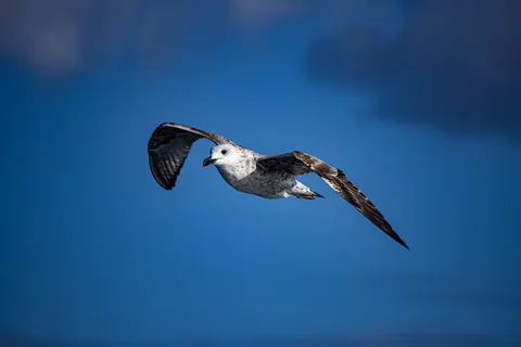Flying Eagle 4K Wallpaper · birds · 3840×2560