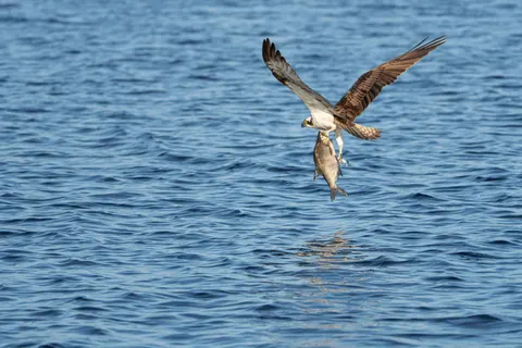 Flying Eagle 4K Wallpaper · birds · 3840×2560