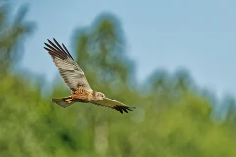 Flying Eagle 4K Wallpaper · birds · 3840×2560