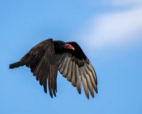 Flying Eagle 4K Wallpaper · birds · 3840×3071