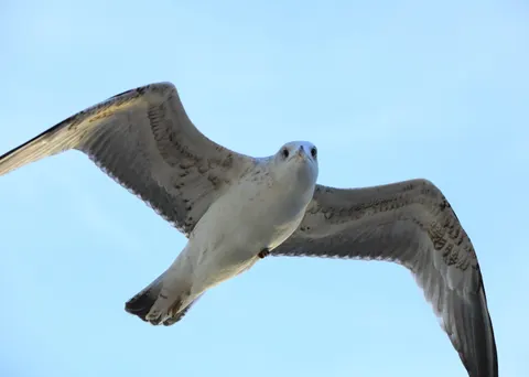 Flying Eagle 4K Wallpaper · birds · 3840×2734
