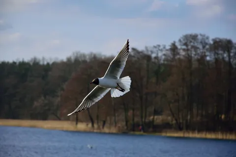 Flying Eagle 4K Wallpaper · birds · 3840×2560