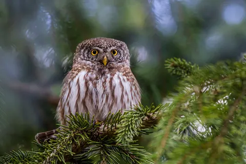 Owl Portrait 4K Wallpaper · birds · 3840×2563