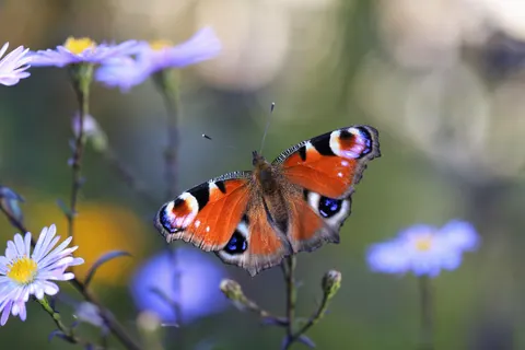 Schmetterling 4K Hintergrundbild · animals · 3840×2560