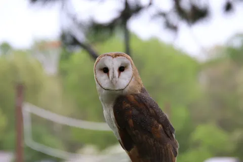 Owl Portrait 4K Wallpaper · birds · 3840×2560